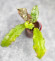 Hoya Undulata Army 