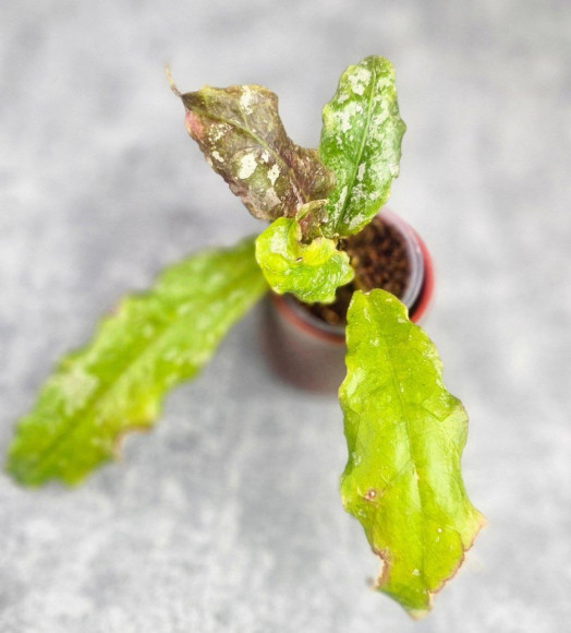 Hoya Undulata Army 