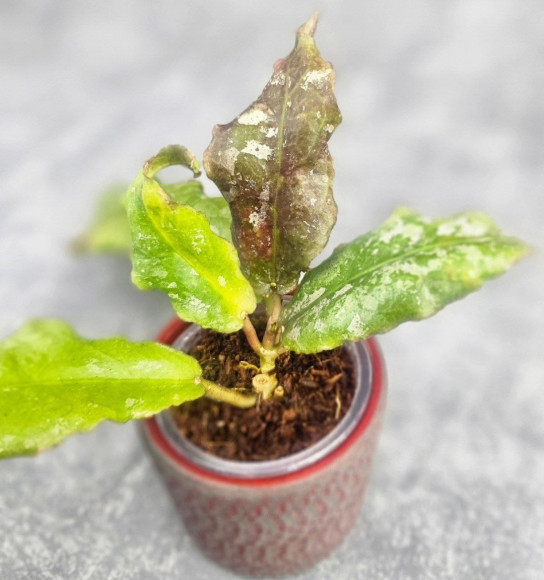 Hoya Undulata Army Hoya Undulata Army