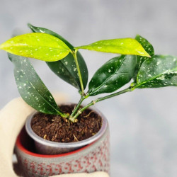 Hoya Sp Megatan East Java