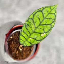 Hoya Calistophylla Splash