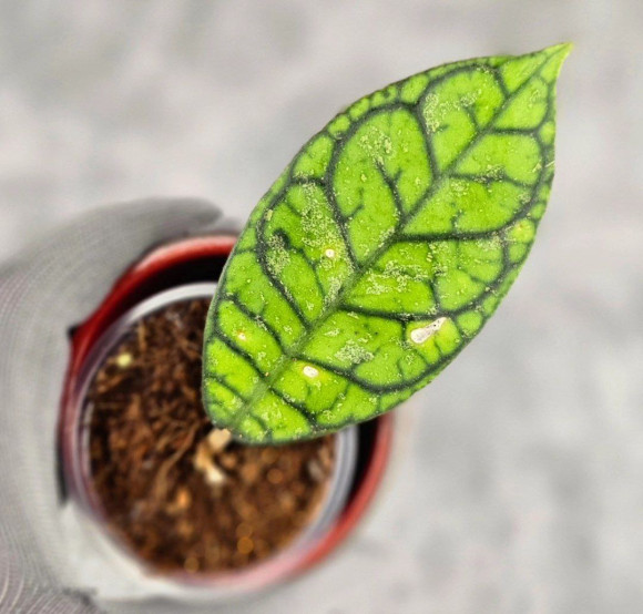 Hoya Calistophylla Splash Hoya Calistophylla Splash