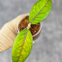 Hoya Sp. Aceh  Shogun Red Margin 