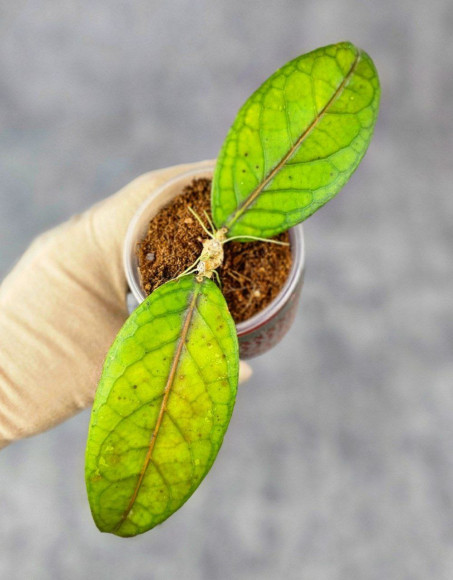 Hoya Sp. Aceh  Shogun Red Margin 