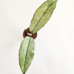 Hoya Buntokensis Purnama   