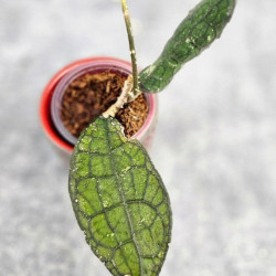 Hoya Clemensiorum Aceh #024                                                             