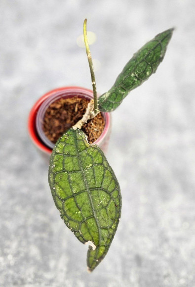 Hoya Clemensiorum Aceh #024                                                             