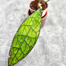 Hoya Clemensiorum Aceh ar #100