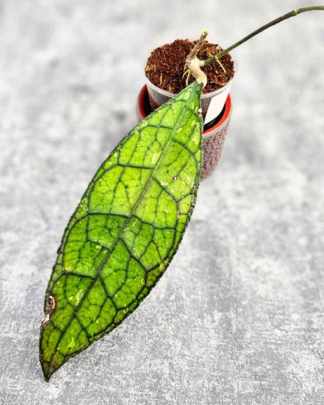 Hoya Clemensiorum Aceh ar #100