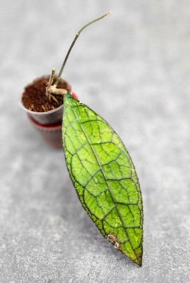 Hoya Clemensiorum Aceh ar #100 Hoya Clemensiorum Aceh ar #100