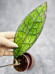 Hoya Clemensiorum Aceh ar #100