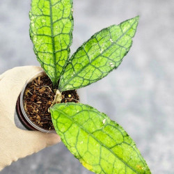 Hoya Clemensiorum Borneo #004