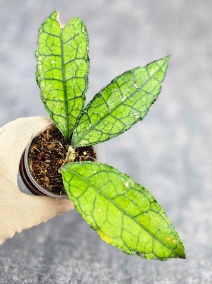 Hoya Clemensiorum Borneo #004