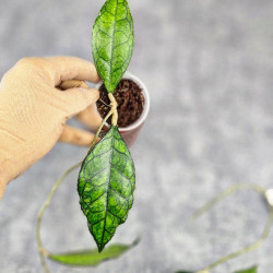 Hoya Clemensiorum Sarawak #002   