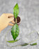 Hoya Clemensiorum Sarawak #002   