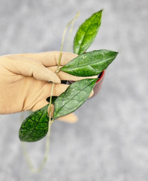 Hoya Clemensiorum Sarawak #002   