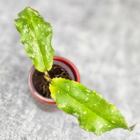 Hoya Undulata Army 
