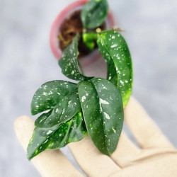 Hoya Sp Megatan East Java 