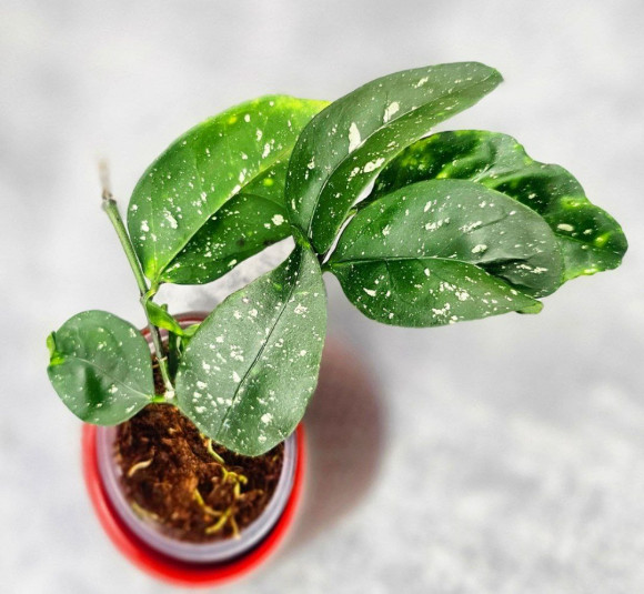 Hoya Sp Megatan East Java Hoya Sp Megatan East Java