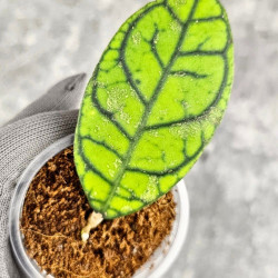 Hoya Calistophylla Splash   