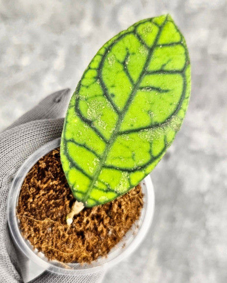 Hoya Calistophylla Splash Hoya Calistophylla Splash