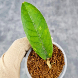 Hoya Sp. Aceh  Shogun Red Margin 