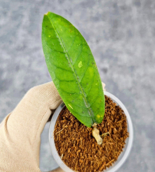 Hoya Sp. Aceh  Shogun Red Margin 