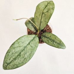 Hoya Buntokensis Purnama    