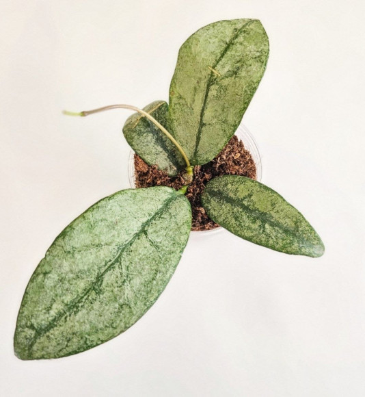 Hoya Buntokensis Purnama    