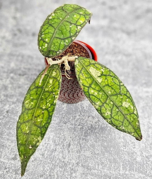 Hoya Clemensiorum Aceh #024                                                              