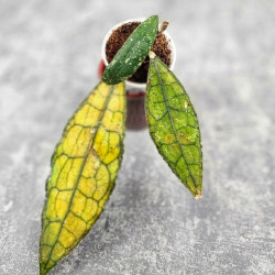 Hoya Clemensiorum Aceh ar #101