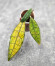 Hoya Clemensiorum Aceh ar #101