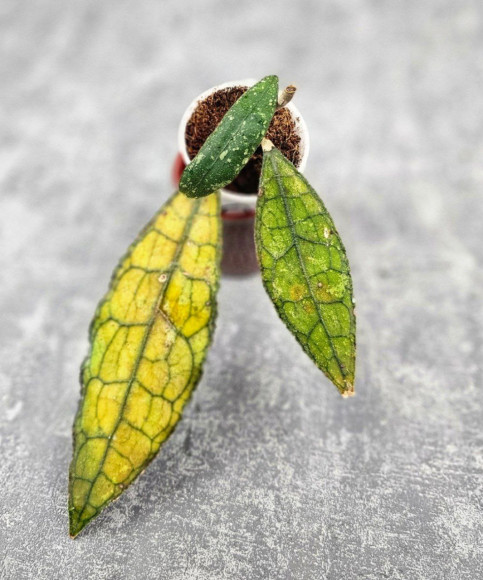 Hoya Clemensiorum Aceh ar #101