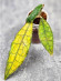 Hoya Clemensiorum Aceh ar #101