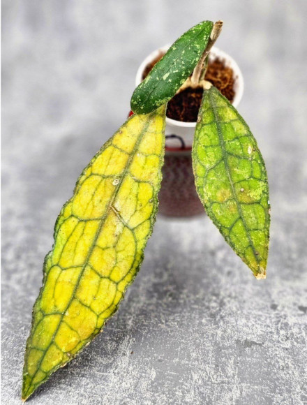 Hoya Clemensiorum Aceh ar #101