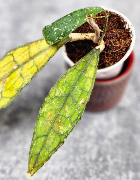 Hoya Clemensiorum Aceh ar #101