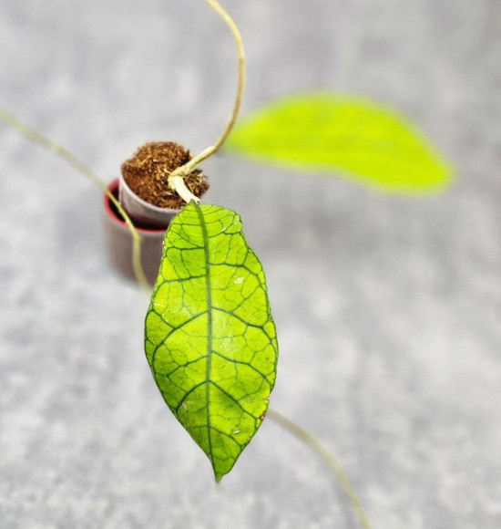 Hoya Clemensiorum Borneo #004 