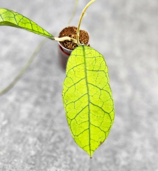 Hoya Clemensiorum Borneo #004 