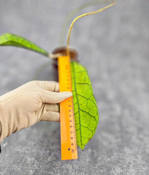 Hoya Clemensiorum Borneo #004 