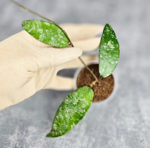 Hoya Caudata Aceh Hoya Caudata Aceh