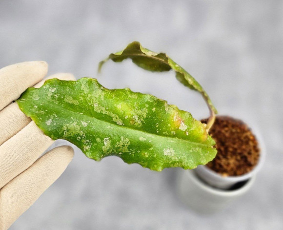 Hoya Undulata Army Hoya Undulata Army