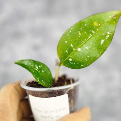 Hoya Sp Megatan East Java  