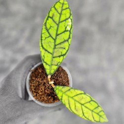 Hoya Calistophylla Splash