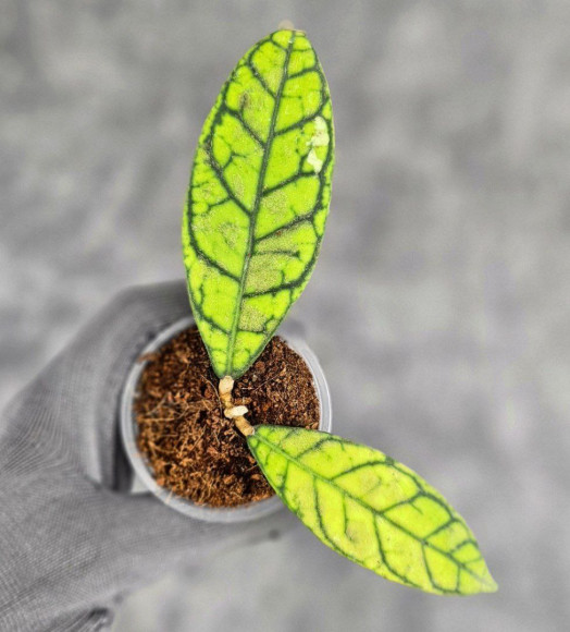 Hoya Calistophylla Splash Hoya Calistophylla Splash