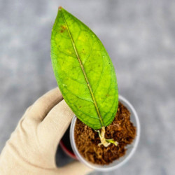 Hoya Sp. Aceh  Shogun Red Margin 