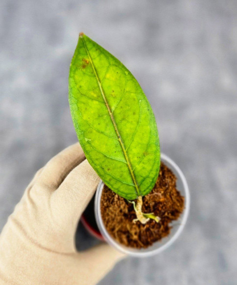 Hoya Sp. Aceh  Shogun Red Margin 