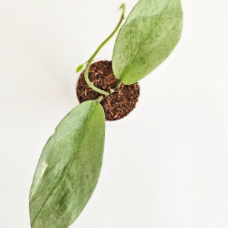 Hoya Ellira