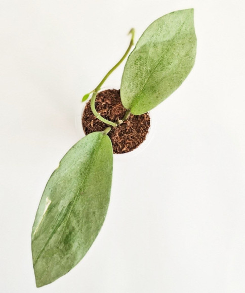 Hoya Ellira Hoya Ellira