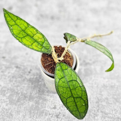 Hoya Clemensiorum Aceh #025                                                               