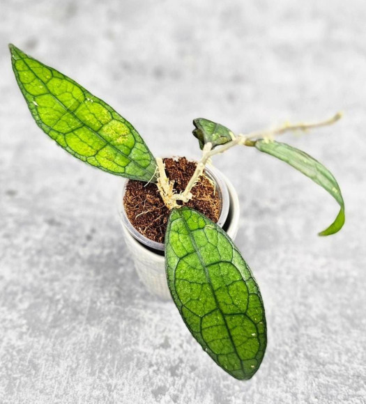 Hoya Clemensiorum Aceh #025                                                               